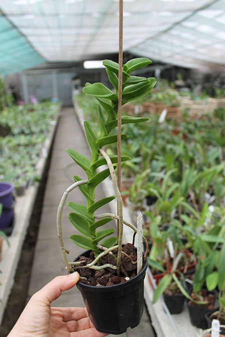 Trichoglottis philippinensis.jpg