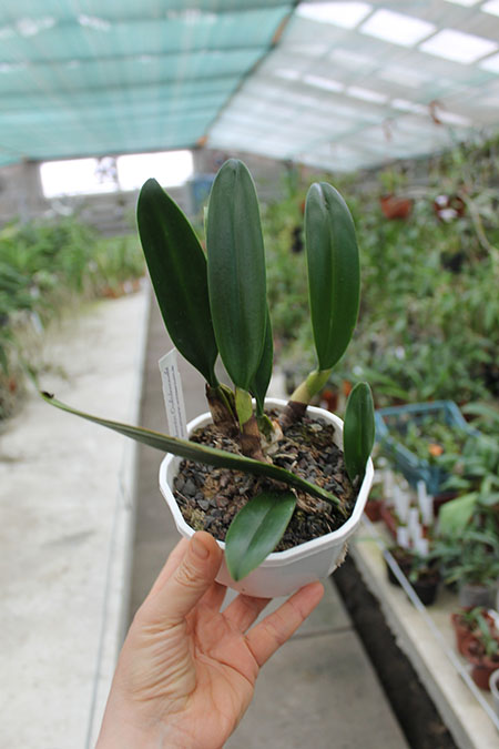 Bulbophyllum Elizabeth Ann Buckleberry.jpg