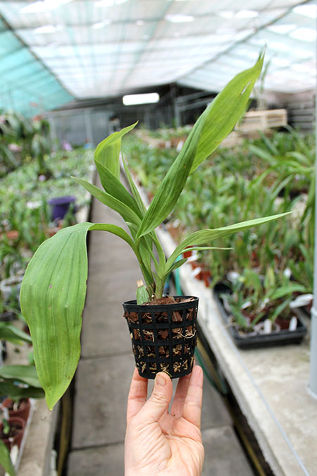 Paphinia neudeckeri.jpg