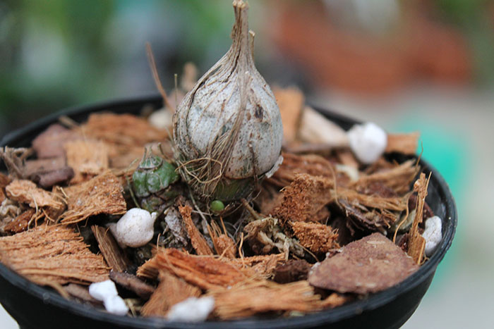 Catasetum Penang Love Song.jpg