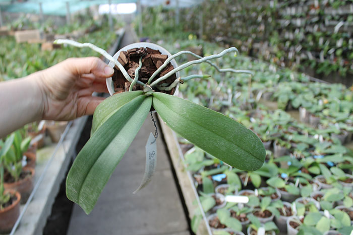 Phalaenopsis philippinensis '#1' x Emeraude.jpg