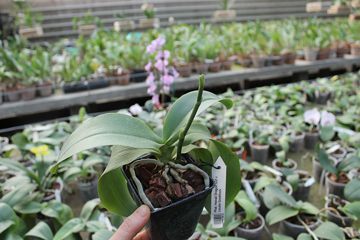 Phalaenopsis Hawaii Dragon Girl x Lioulin Goldfinch.jpg