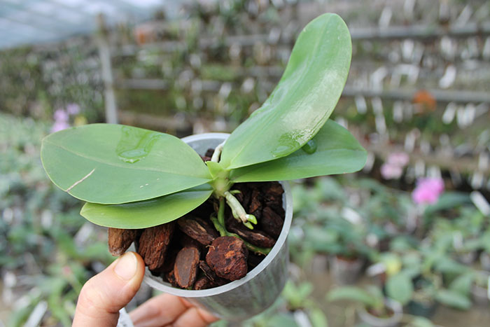 Phalaenopsis javanica.jpg