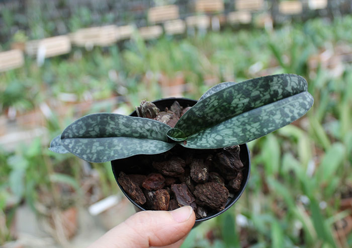 Paphiopedilum niveum x vietnamense.jpg