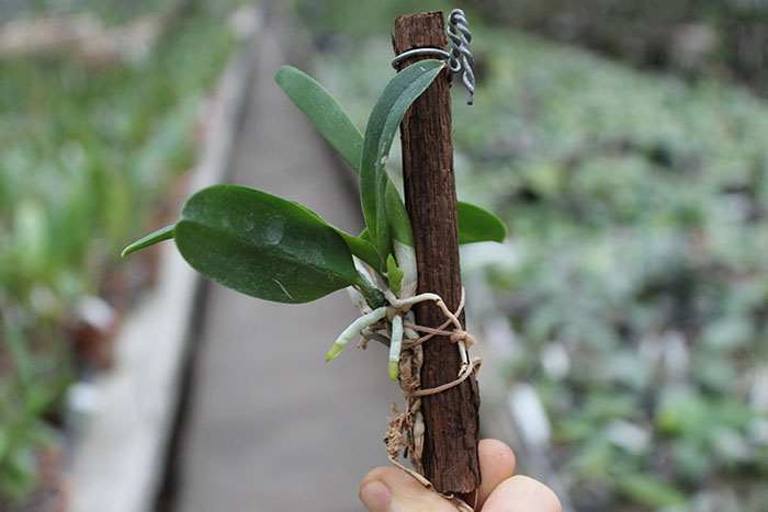 dendrobium spesiosum.jpg