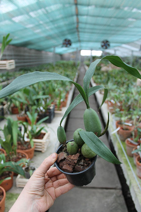 Coelogyne cristata.jpg