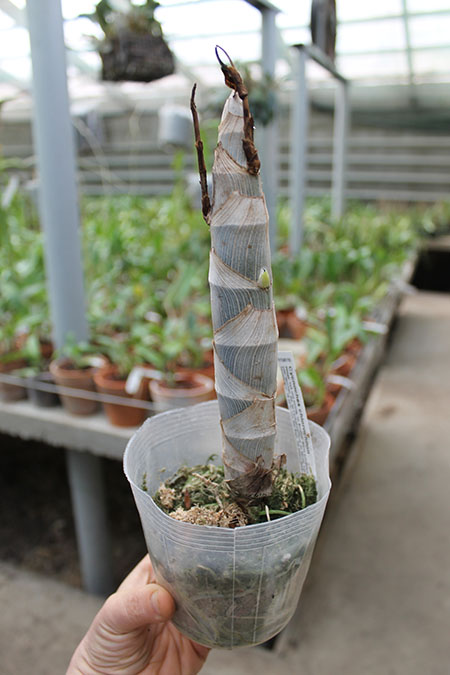 Cycnoches chlorochilon.jpg