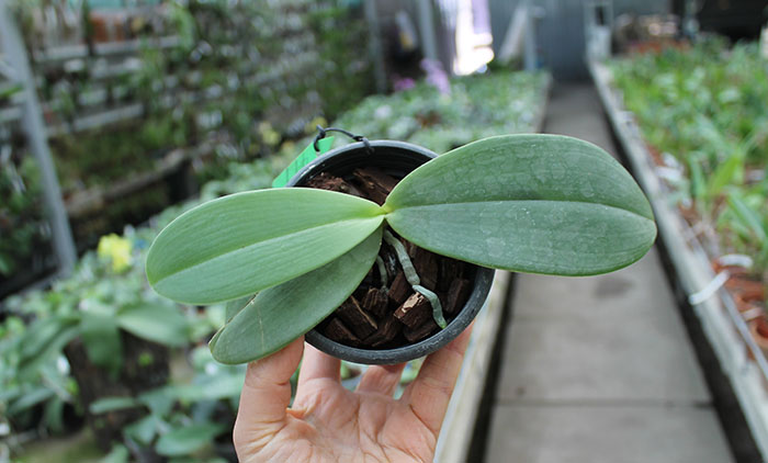 Phalaenopsis Yaphon Nicegirl x gigantea.jpg