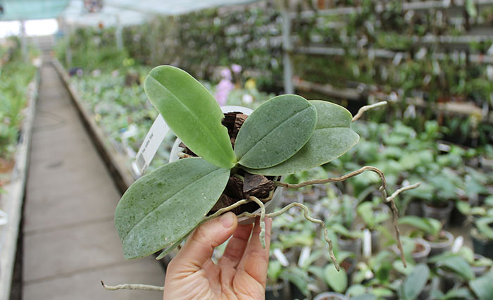 Phalaenopsis bellina 'blue'.jpg