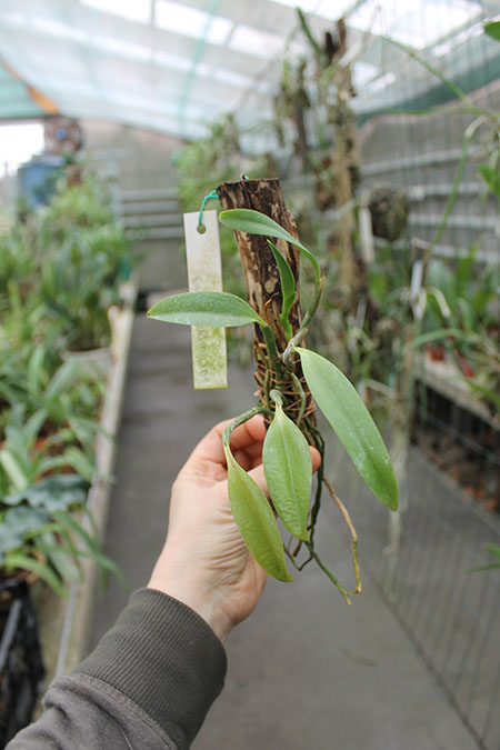 Laelia praestans.jpg