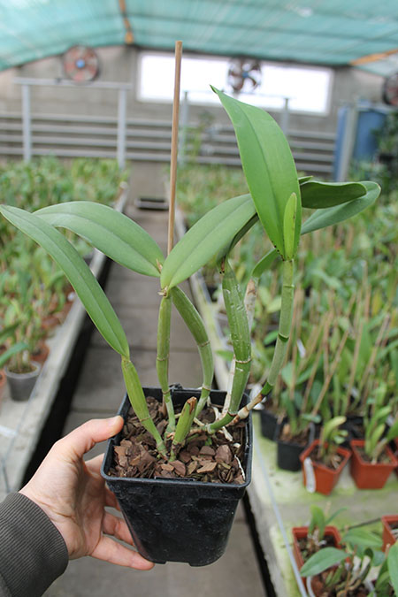 Cattleya lueddemanniana alba 'OMG' x Cattleya lueddemanniana coerulea 'Siquesique'.jpg