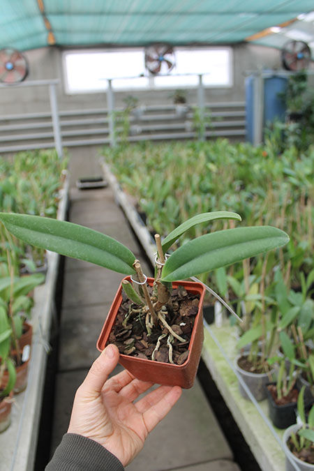 Cattleya lueddemanniana coerulea splash 'Bela' x SELF.jpg
