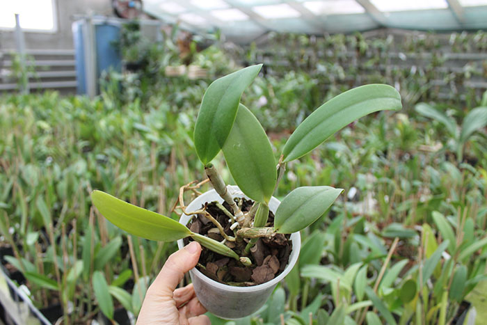 Cattleya lueddemanniana coerulea (Ssique x Murillo) x Cattleya lueddemanniana coerulea (Mariauxi x Amparo).jpg