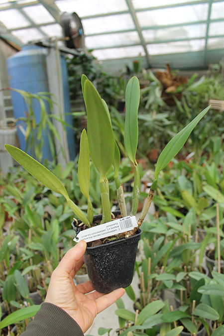 Cattleya lueddemanniana coerulea (Siquesique x Amparo) x Cattleya lueddemanniana tipo escura 'Guacamuco'.jpg