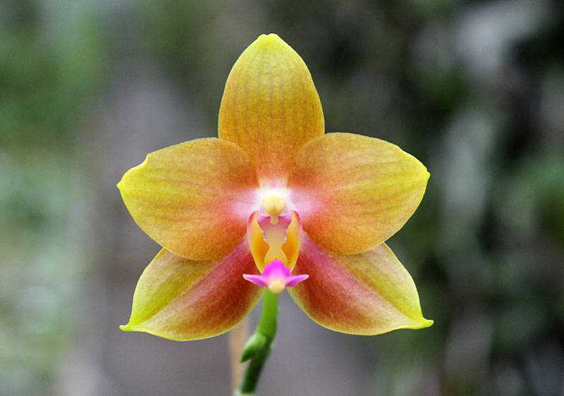 Phalaenopsis Lioulin Moon x bellina blue.jpg