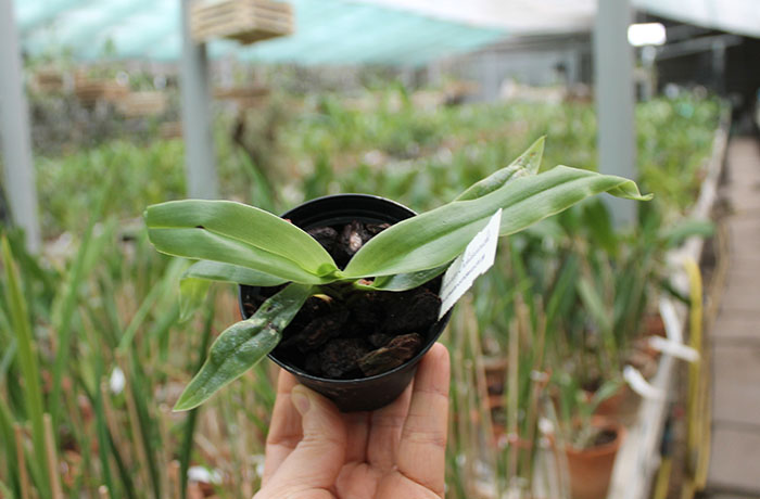 Paphiopedilum spicerianum.jpg