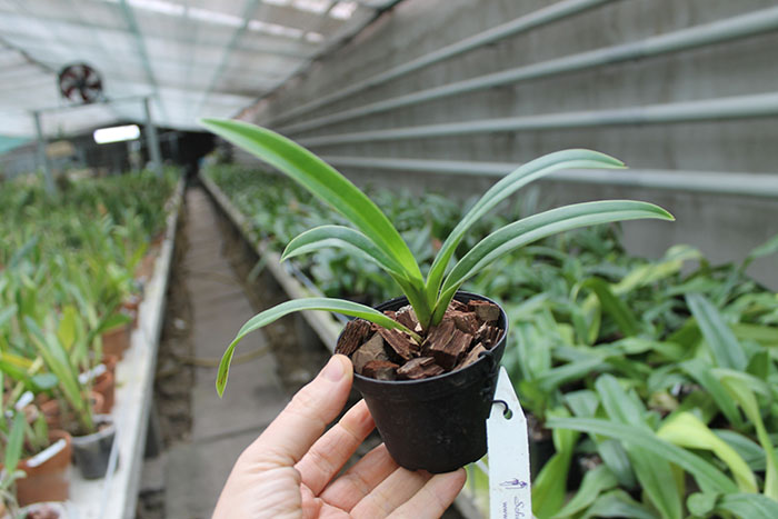Phragmipedium caudatum x fischeri.jpg