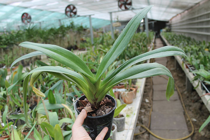 Paphiopedilum Shining World x Small World x Surveyor.jpg