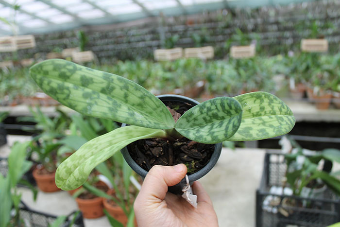 Paphiopedilum Hsinying Web x mastersianum.jpg