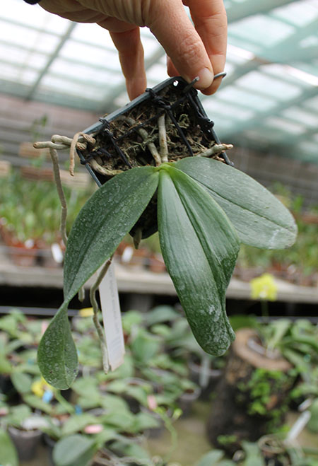 Phalaenopsis Auspice Knight 'Malayan'.jpg