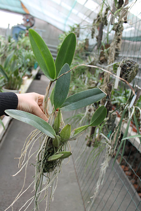 Laelia anceps guerrero x Laelia rubescens.jpg