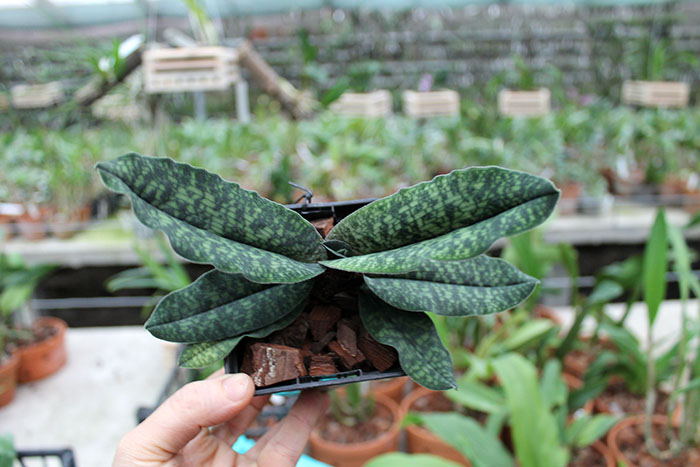 Paphiopedilum malipoense.jpg