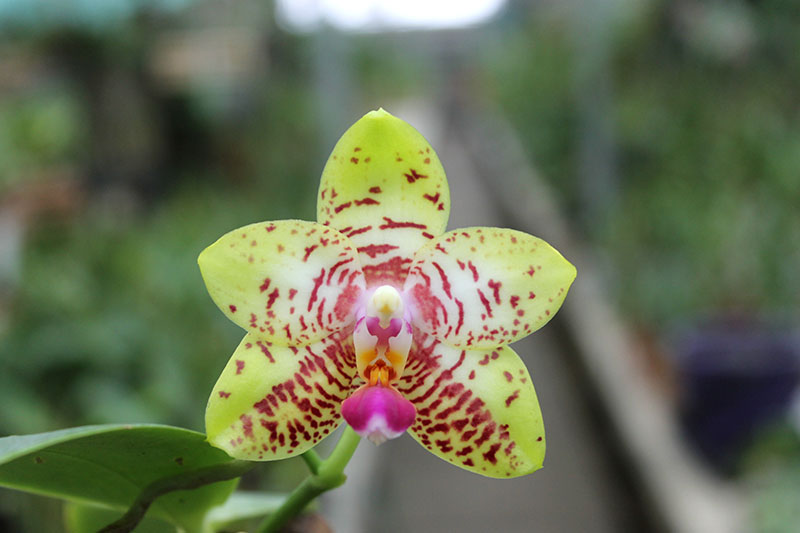 Phalaenopsis Orchid World 'Bonnie Vasquez'.jpg