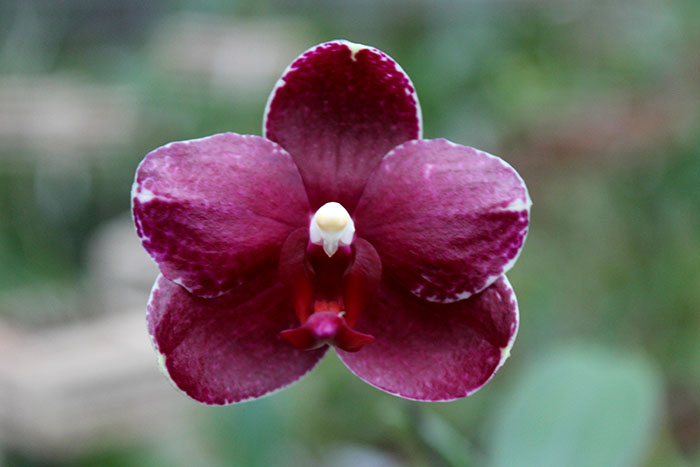 Phalaenopsis Chingruey's Fancy 'Red Wine'.jpg