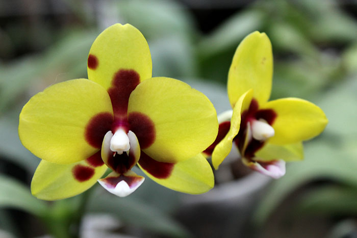 Phalaenopsis Mituo Golden 'M-2'.jpg