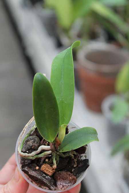 Cattleya dowiana aurea.jpg
