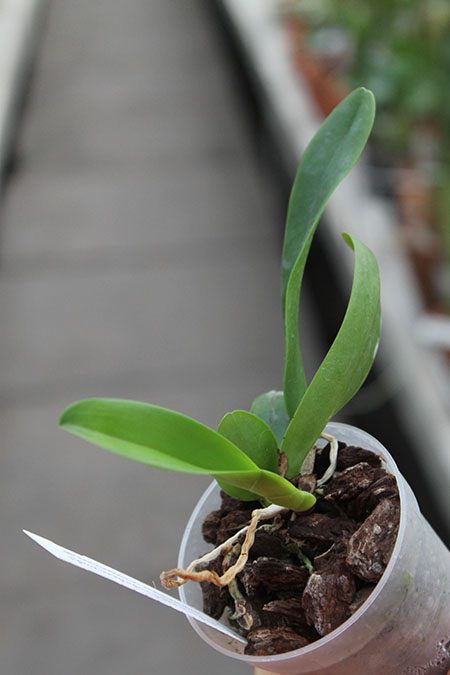 Laeliocattleya Daniris La Tuilerie.jpg