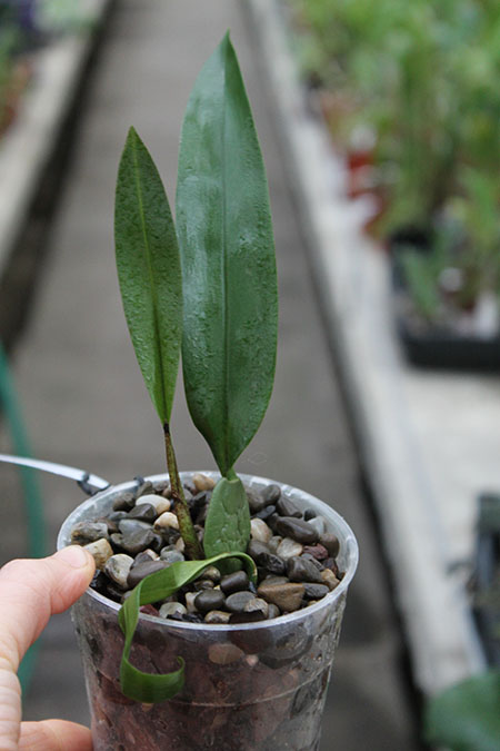 Trichopilia marginata.jpg