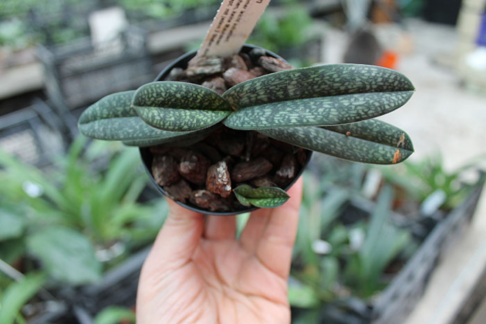 Paphiopedilum armeniacum.jpg