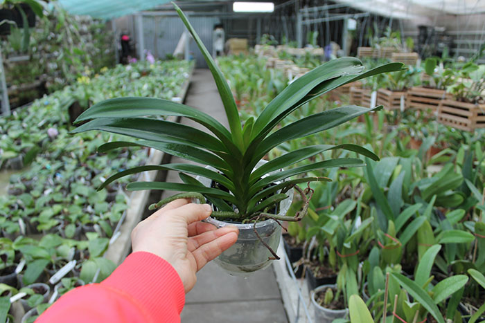 Vanda Pak Chong Blue.jpg