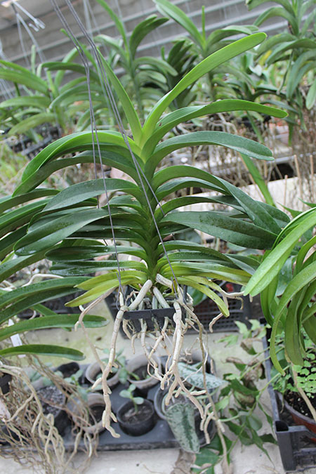 Vanda Tharab Blue.jpg