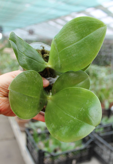 Phalaenopsis bellina 'Red Apple' x bellina.jpg