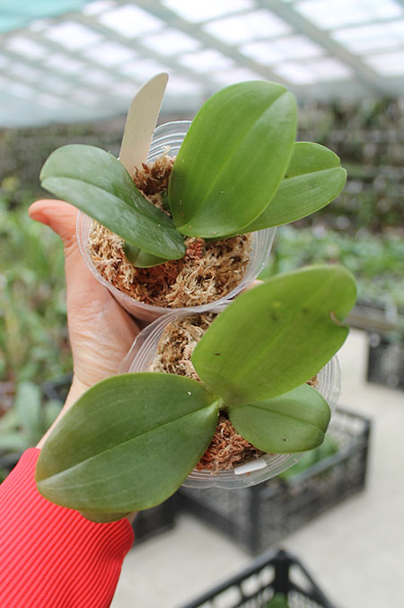 Phalaenopsis gigantea x bellina blue.jpg