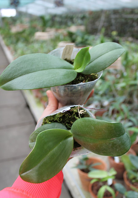 Phalaenopsis Jong's Gigan Cherry 'Prince' x gigantea.jpg