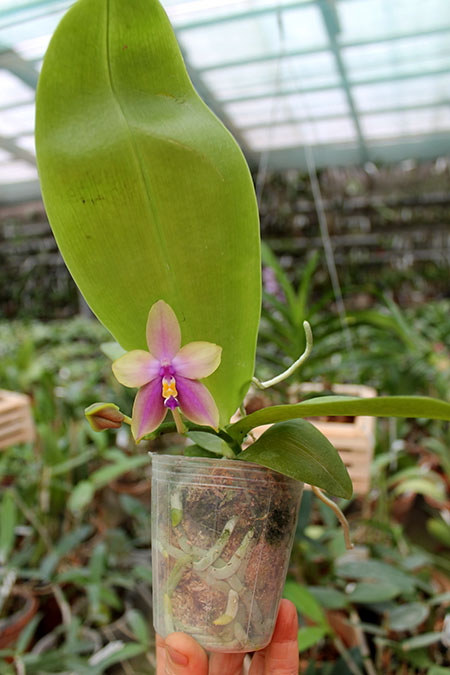 Phalaenopsis LDs Bear Queen x violacea blue 'Big'.jpg