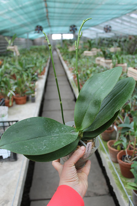 Phalaenopsis Sogo Relex 'F-1661'.jpg