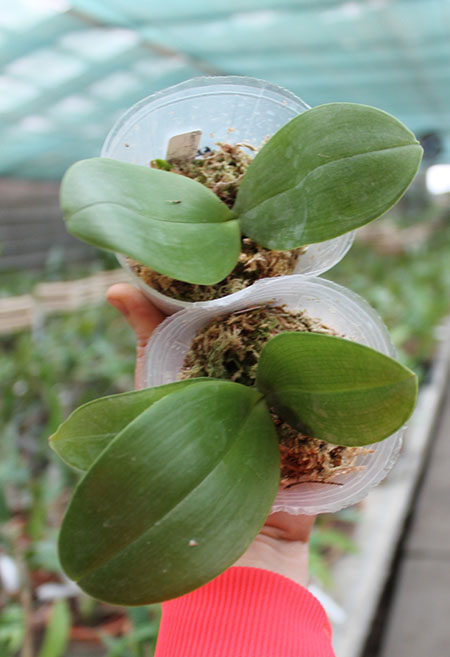 Phalaenopsis Zheng Min Tyrannosaurus x gigantea.jpg