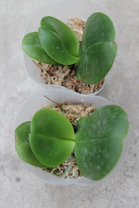 Phalaenopsis AL Sun Hannover Red.jpg