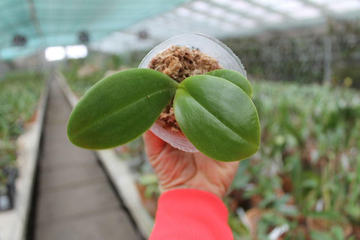 Phalaenopsis gigantea x Yaphon Sir.jpg