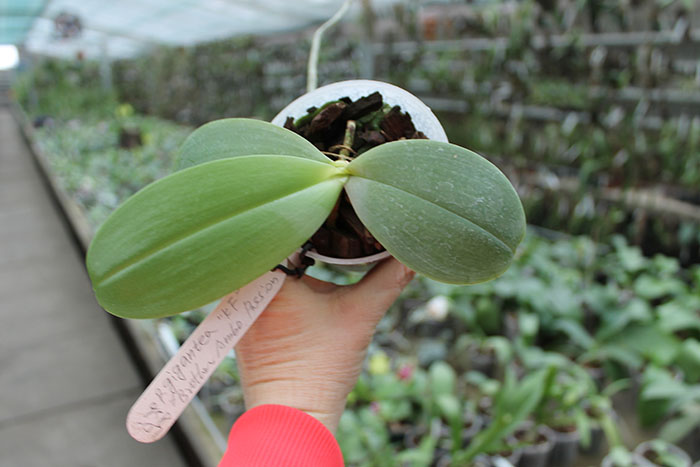 Phalaenopsis gigantea x Brother Ambo Passion.jpg