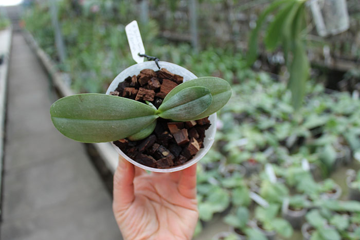 Phalaenopsis Yaphon Goodboy x gigantea ss.jpg