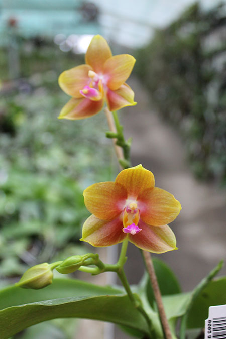 Phalaenopsis Lioulin Moon x bellina blue.jpg