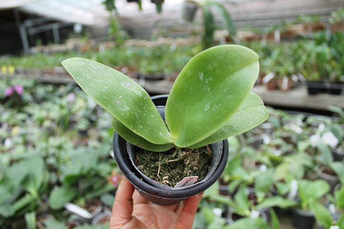 Phalaenopsis Samera x bellina blue.jpg