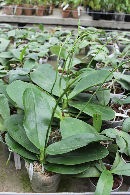 Phalaenopsis Sogo Relex 'F-1661'.jpg