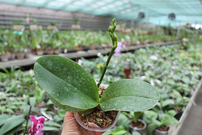Phalaenopsis Gold Sun x LDS Bear King 'red'.jpg