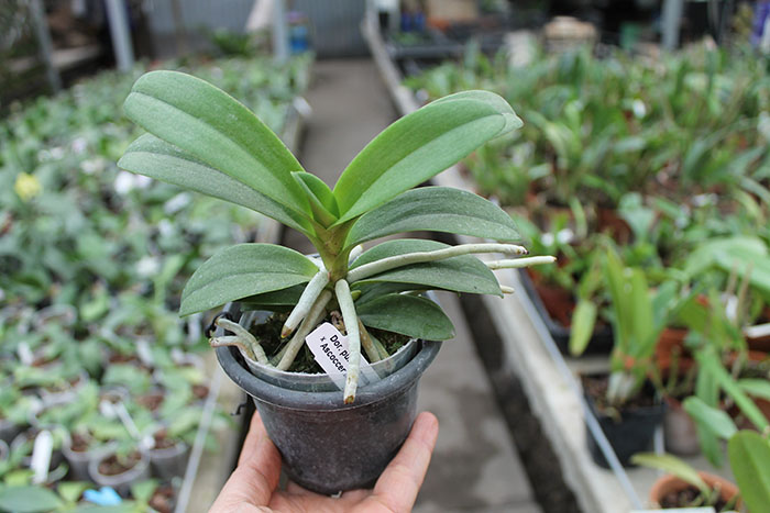 Doritis pulcherrima x Ascocentrum miniatum.jpg